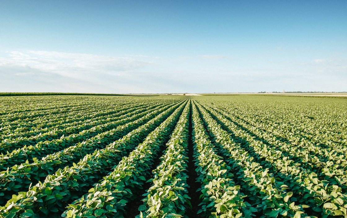 Multiple rows of plants in a farm stretching out into the background.