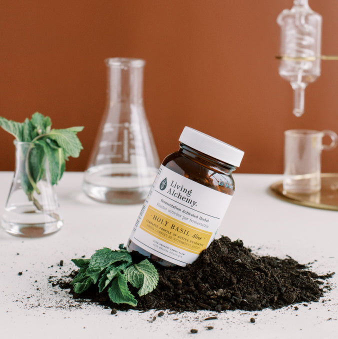 A bottle of Holy basil rested on a bed of soil and basil leaves.