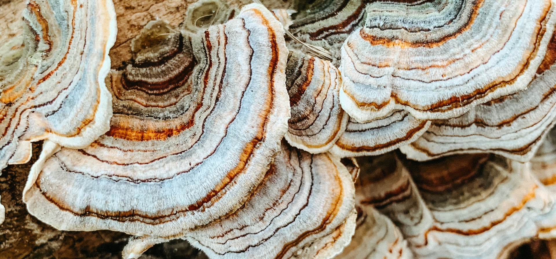 Unlock the Healing Benefits of Fermented Turkey Tail Mushrooms for Gut Health and Immunity