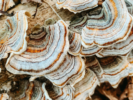 Unlock the Healing Benefits of Fermented Turkey Tail Mushrooms for Gut Health and Immunity