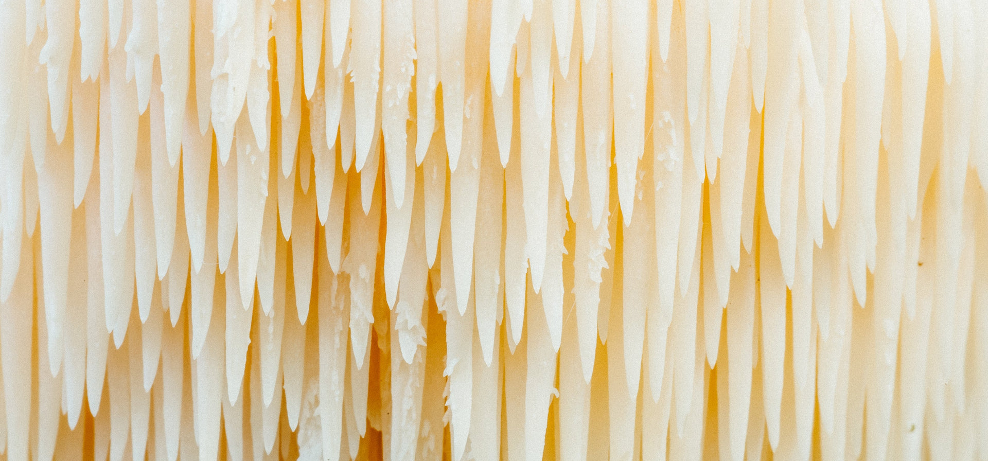 Discover the Power of Fermented Lion’s Mane Mushrooms