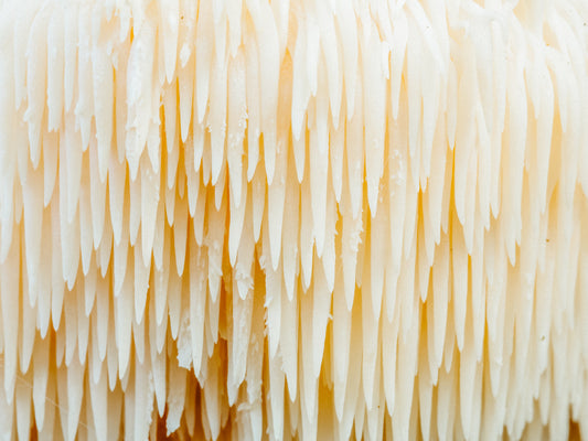 Discover the Power of Fermented Lion’s Mane Mushrooms