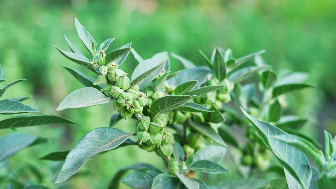 Exploring the Role of Herbs in Men's Health and Fitness