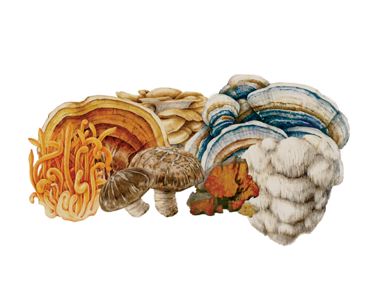 MycoSynergy™: Mushrooms You Can Digest