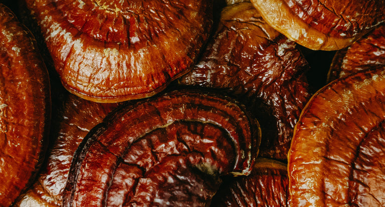 The Ancient Power of Reishi: Nature's Immortality Mushroom