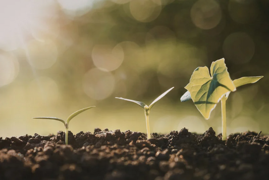 Your Gut Is a Lot More Like Soil Than You Think