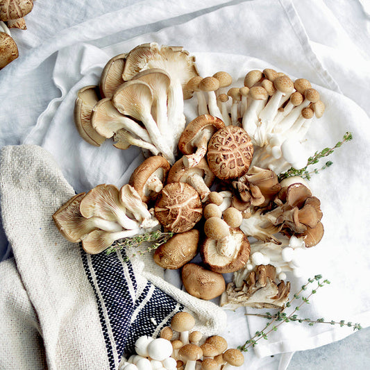 Les avantages convoités des champignons médicinaux