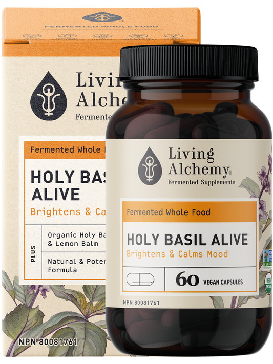 Holy Basil Alive