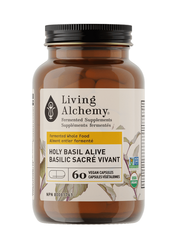 Holy Basil Alive