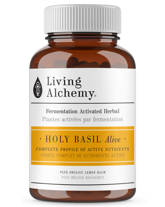 Fermented Holy Basil - Living Alchemy