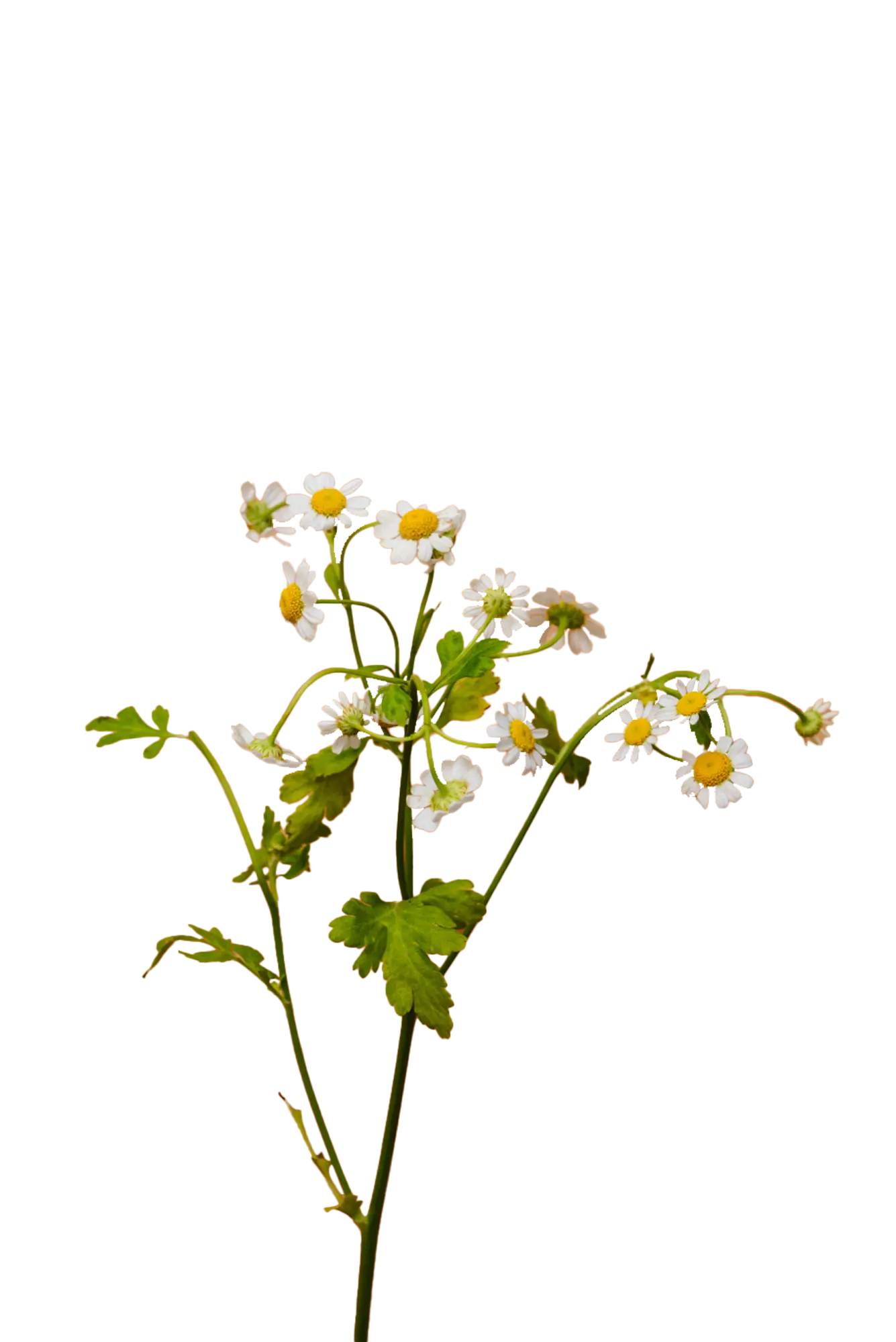 A chamomile flower
