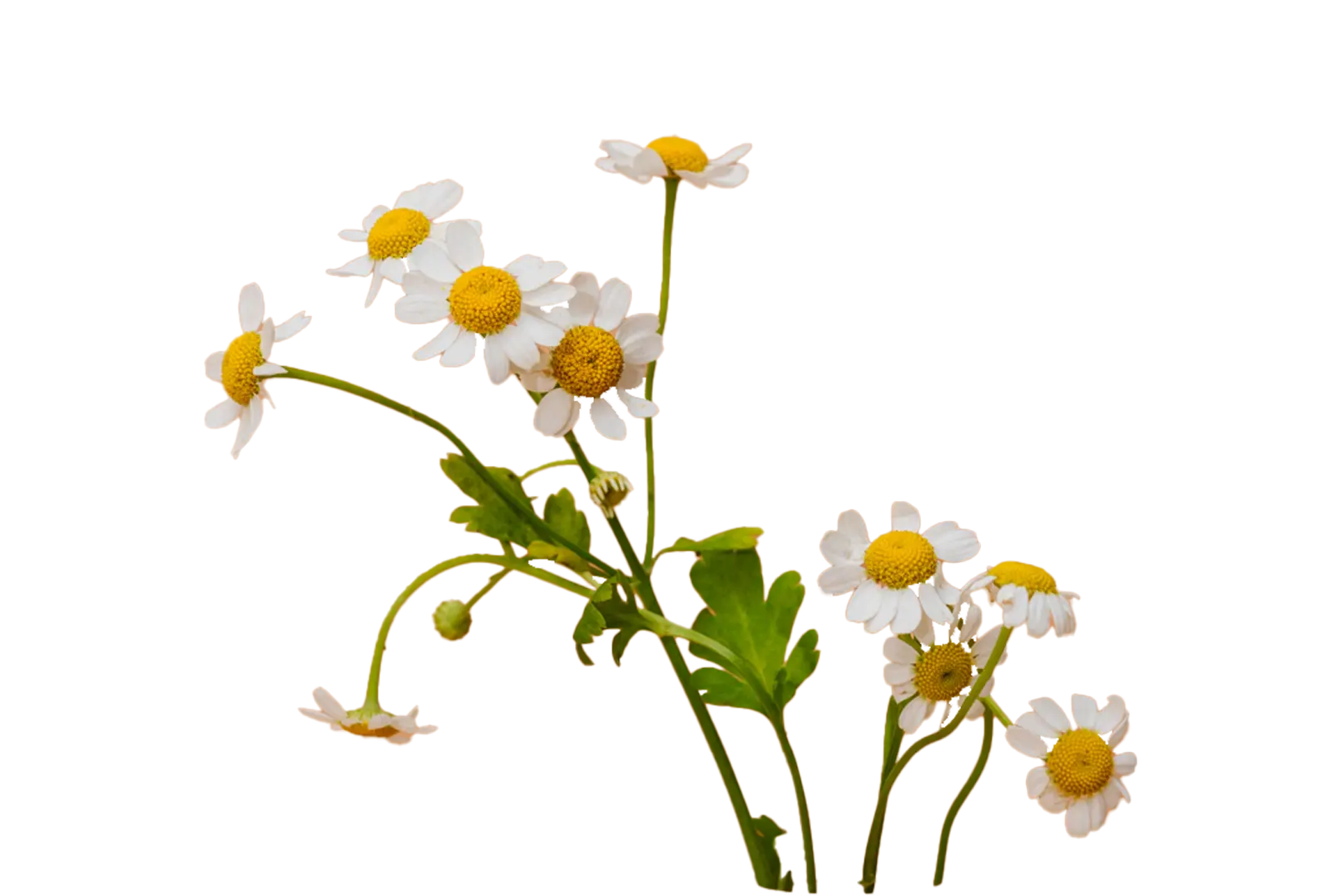 A chamomile flower